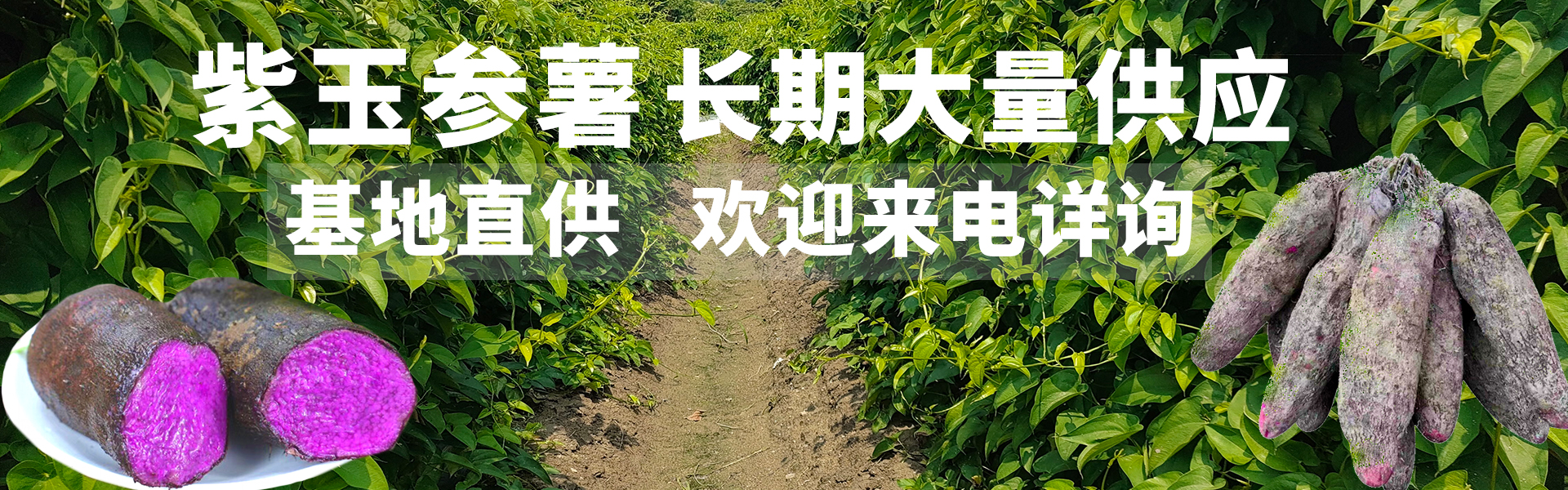 紫玉參薯基地直供，貨源穩(wěn)定